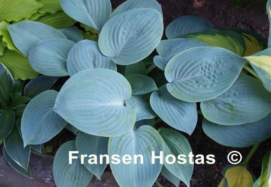 Hosta Prairie Sky